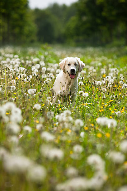 istock Golden Retriever Portrait 119170743