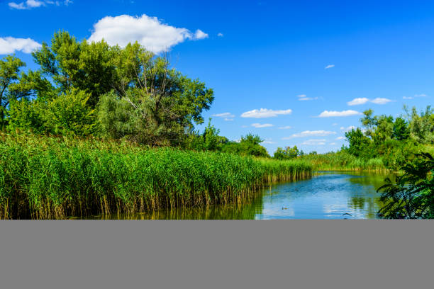 istock Summer landscape with the green trees and river 1191710548