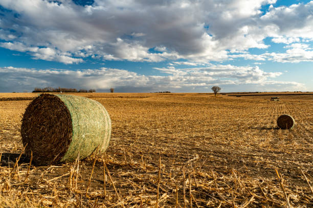 Rolled hay in a farm field stock photo