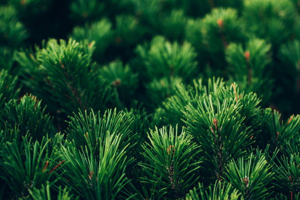 istock Coniferous branch with blue berries 1191717063