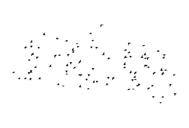 Common starlings wedge in flight Common starlings wedge in flight. Vector silhouette a flock of birds. wader bird stock illustrations