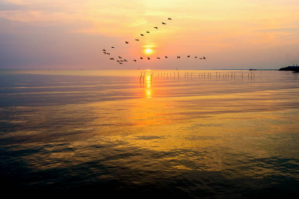 istock Seagulls flying in a line through the sun at sunset 1191717396