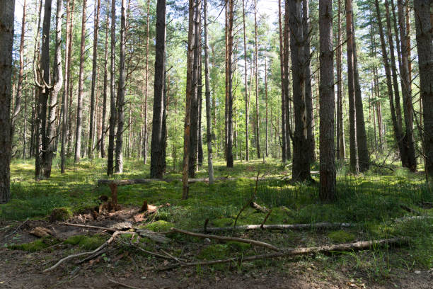 istock Abandoned dirt road in a pine forest. Pskov region, Velikoluksky district. 1191718084
