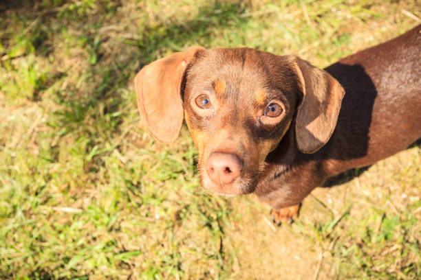 istock Little dog playing outside 1191718653