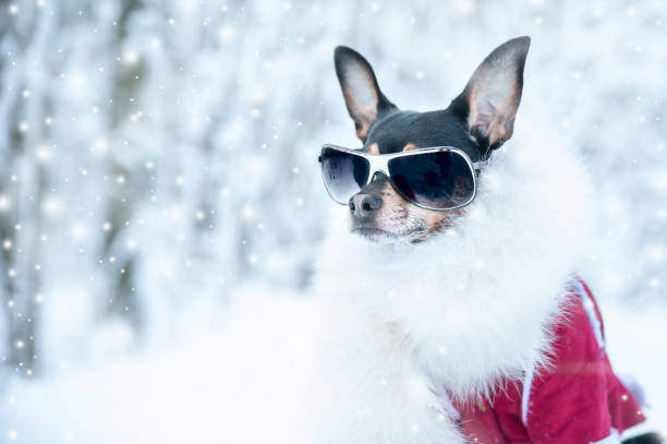 perro en ropa de lujo, piel blanca y gafas en el bosque de invierno. forma activa de vida, deporte. retrato de un perro en invierno. ropa de invierno de moda en un perro, espacio para el texto - mono ski fotografías e imágenes de stock