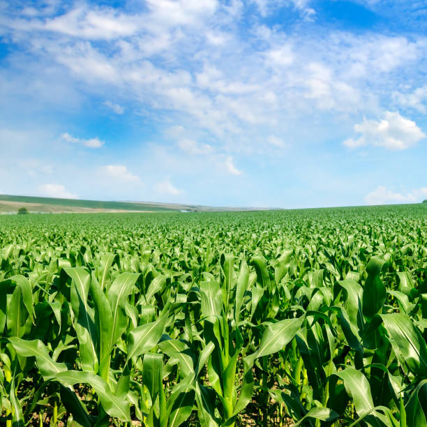 istock Green corn field and bright blue sky. Agricultural landscape. 1191719986