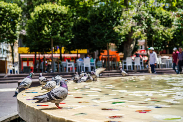 Pigeon in ornamental pool close-up photography. gray dove.