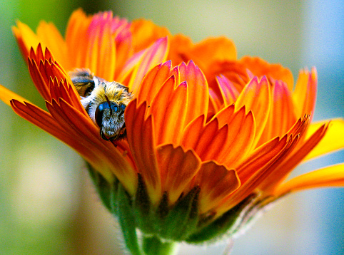 Close up of a sleeping bee on a Marigold flower