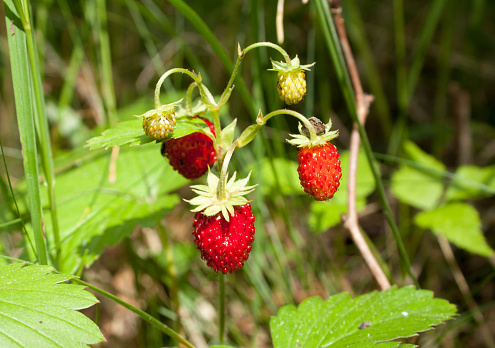 Scrub of woodland strawberry in the forest