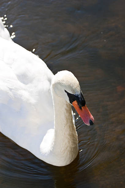 istock Closeup of white swan 119172363