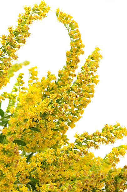 istock Canada Goldenrod Flowers 119172377