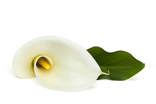 giglio con percorso - lily white flower single flower foto e immagini stock