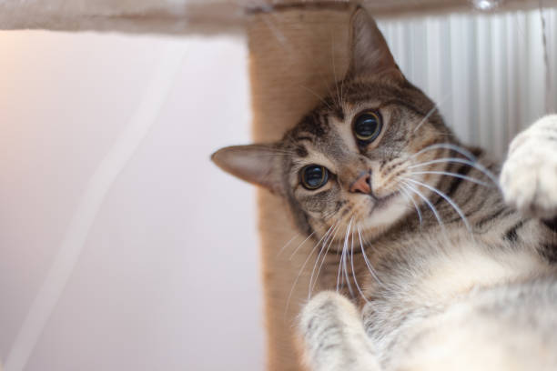 istock Egypt mau cat 1191726140