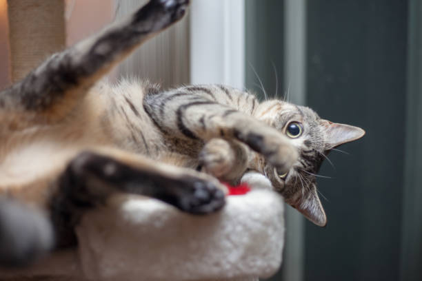 istock Egypt mau cat 1191726157