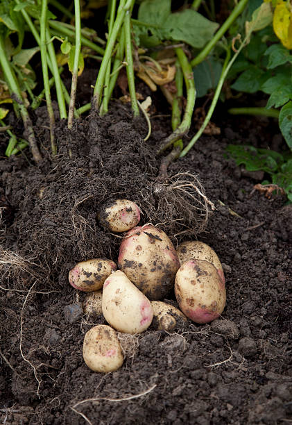 istock Gardeners Potatoes 119172673