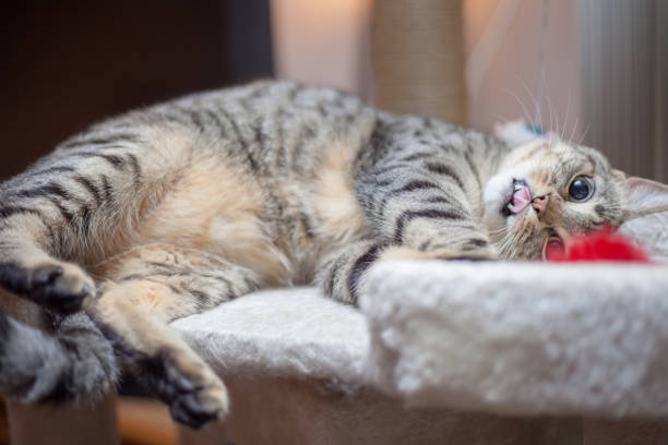 istock Egypt mau cat 1191727114