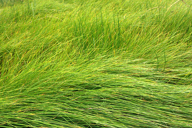 Grass background stock photo