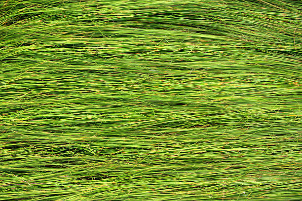 Grass texture stock photo