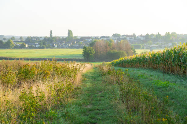istock Field path with corn field and a village in the background 1191727604