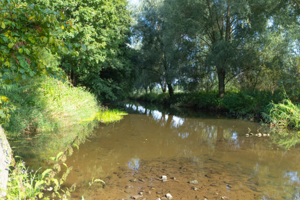 istock lake with trees on the bank 1191728417