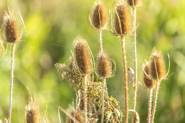 istock wild teasel in closeup with green background 1191728552