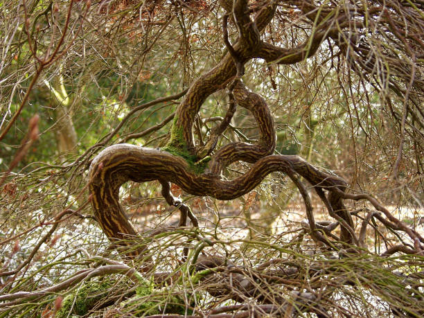 Thick and thin trunk and branches of an Acer tree resembling two legs, a hollow torso and arms. Set against other thin branches forming a chaotic background. Very spooky