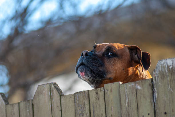 Boxer Dog Guarding His Fenced Territory stock photo