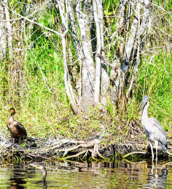 istock Blue heron and friend looking for food 1191731716