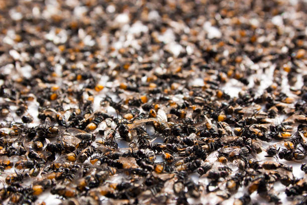 istock Background of dead flies 1191731801