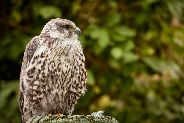 One saker falcon (Falco cherrug) on a tree stump One saker falcon (Falco cherrug) sitting on a tree stump in nature saker stock pictures, royalty-free photos & images