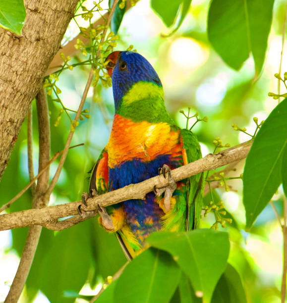istock Australian Rainbow Lorikeets Trichoglossus haematodus. 1191732523
