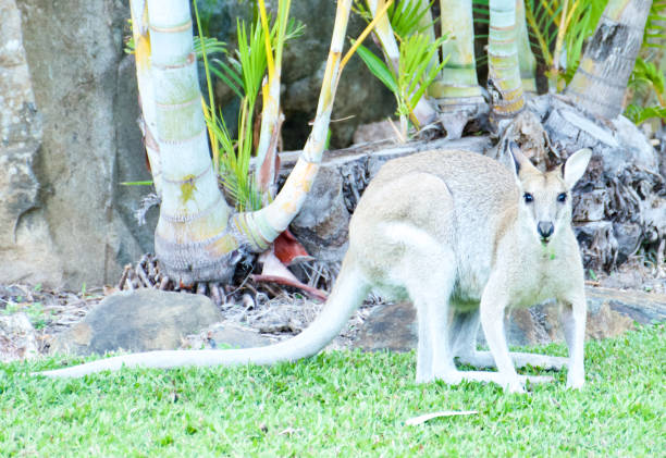 istock Kangaroo is the world`s largest marsupial. 1191732525
