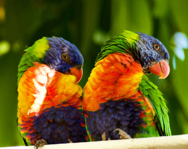 istock Australian Rainbow Lorikeets Trichoglossus haematodus. 1191732546