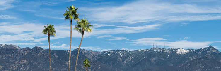 Los Angeles, West Coast Palm Tree sun rays golden light.