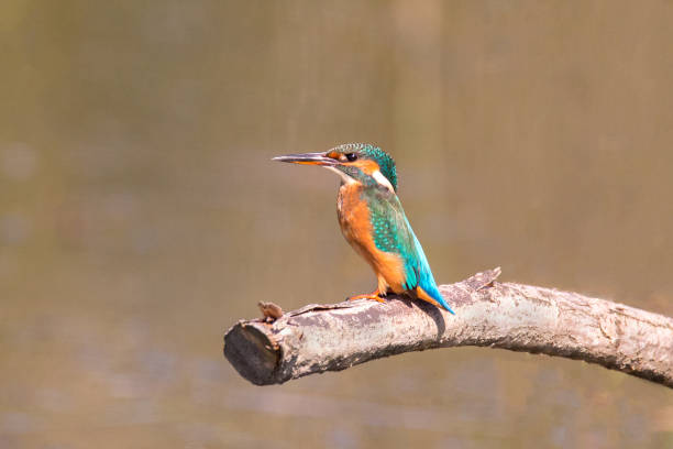 istock Common Kingfisher (Alcedo atthis) Female Bird 1191734192