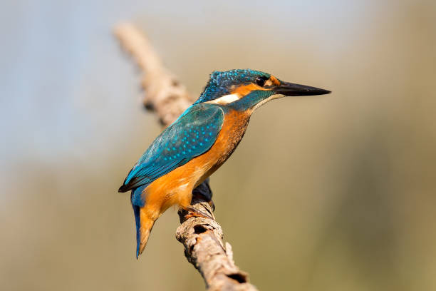 istock Common Kingfisher (Alcedo atthis) Female Bird 1191734220