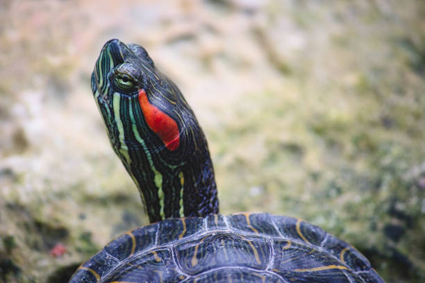primer plano de la cabeza de una tortuga slider de orejas rojas - emídidos fotos fotografías e imágenes de stock