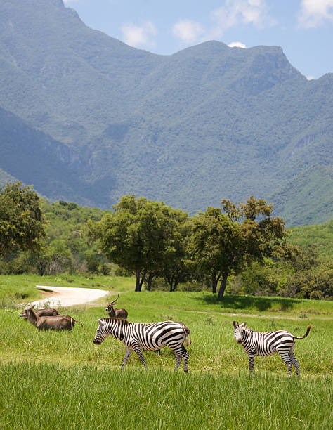 istock Zebras in a National Park 119173444