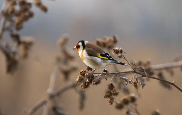 istock Goldfinch (Carduelis carduelis) on the burdock 1191735220