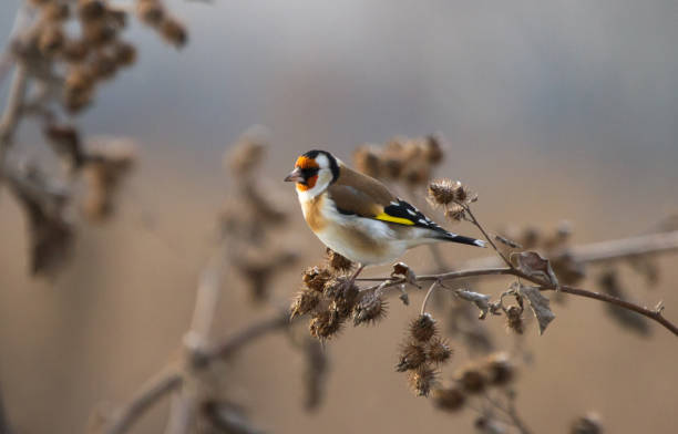 istock Goldfinch (Carduelis carduelis) on the burdock 1191735233