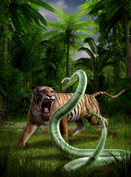 Tiger Attacks Aggressively A Python Snake In The Jungle Stock Photo - Download Image Now - iStock Tiger Attacks Aggressively A Python Snake In The Jungle Stock Photo - Download Image Now - iStock