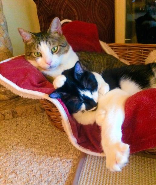 istock Best buddies -two cats snuggle 1191736671