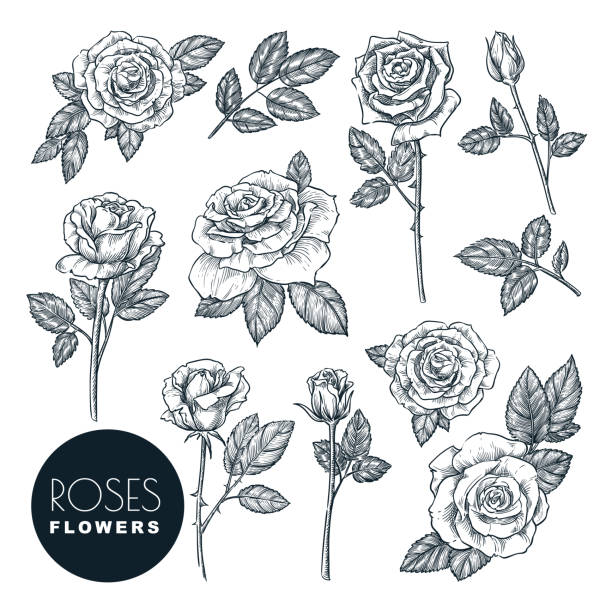 ilustraciones, im�ágenes clip art, dibujos animados e iconos de stock de conjunto de flores de rosas, ilustración de boceto vectorial. flor de rosa, hojas y cogollos aislados sobre fondo blanco. - engraved image illustrations