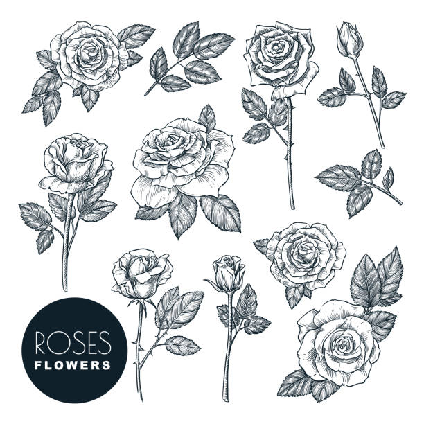 stockillustraties, clipart, cartoons en iconen met rozen bloemen set, vector schets illustratie. rozen bloesem, bladeren en knoppen geïsoleerd op witte achtergrond. - roos