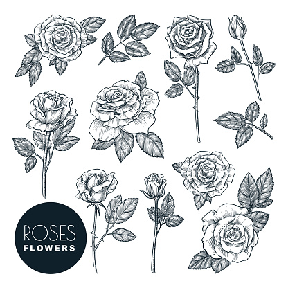 Roses flowers set, vector sketch illustration. Hand drawn floral nature design elements. Rose blossom, leaves and buds isolated on white background.