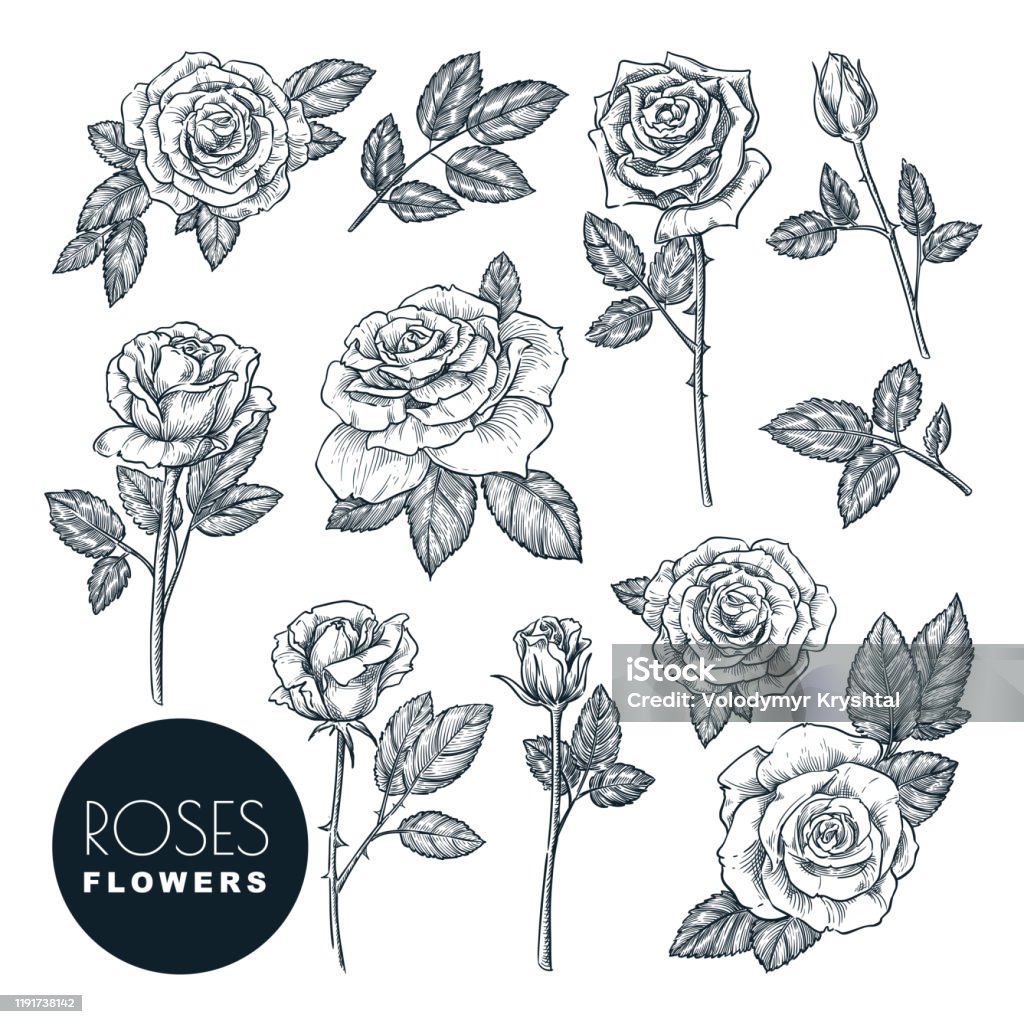 Roses flowers set, vector sketch illustration. Rose blossom, leaves and buds isolated on white background. Roses flowers set, vector sketch illustration. Hand drawn floral nature design elements. Rose blossom, leaves and buds isolated on white background. Rose - Flower stock vector