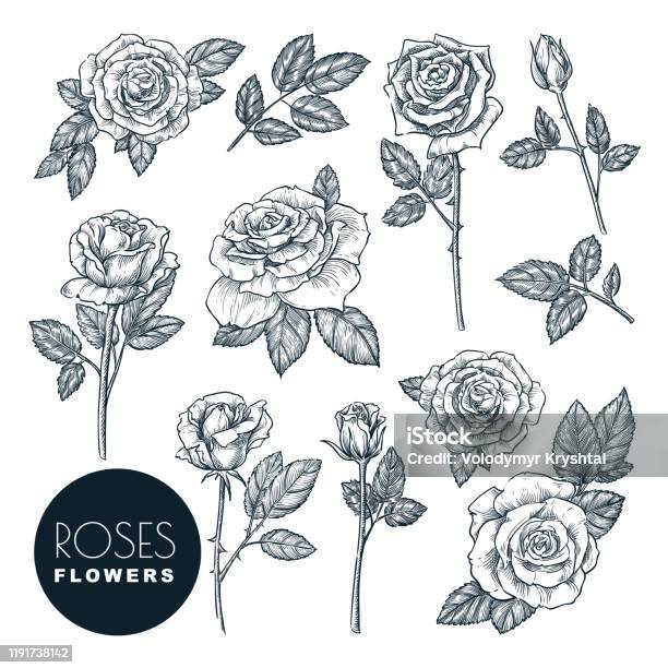 Roses Flowers Set Vector Sketch Illustration Rose Blossom Leaves And Buds Isolated On White Background Stock Illustration - Download Image Now