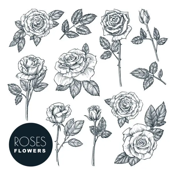 Vector illustration of Roses flowers set, vector sketch illustration. Rose blossom, leaves and buds isolated on white background.