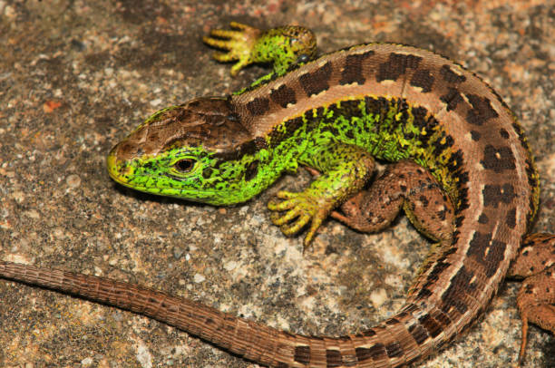istock Lacerta agilis; make sand lizard in breeding colour 1191738914