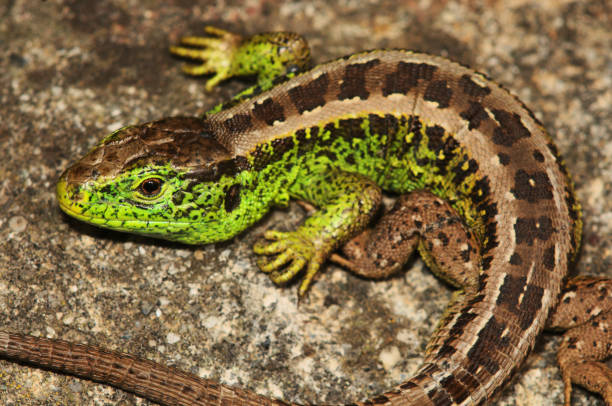 istock Lacerta agilis; make sand lizard in breeding colour 1191738939